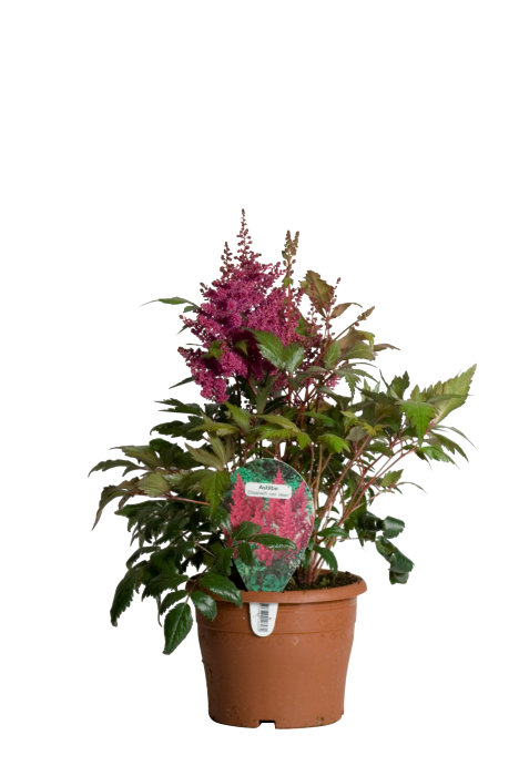 Astilbe 17 cm potte